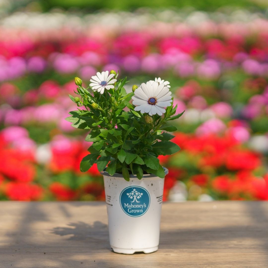 Osteospermum – Serenity White – 4.5″ Pot